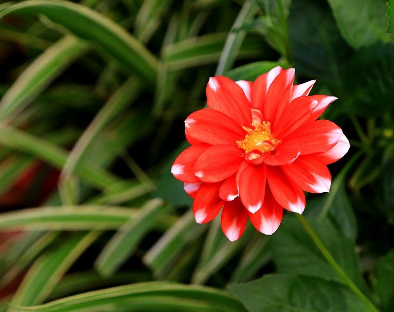 《不老松：纪实摄影》沧州印象.大运河农业生态文化产业示范区！发奨会！