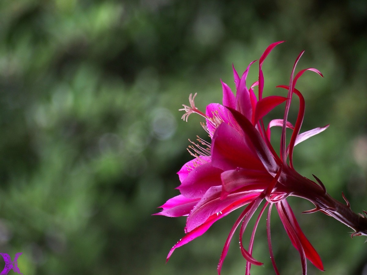 2023家养大令箭荷花初次开放（2）