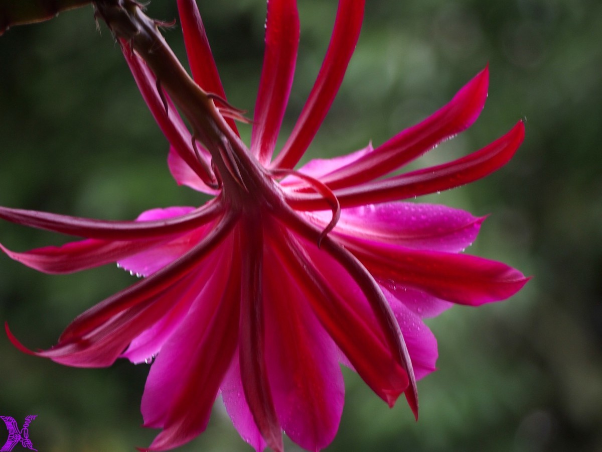 2023家养大令箭荷花初次开放（2）