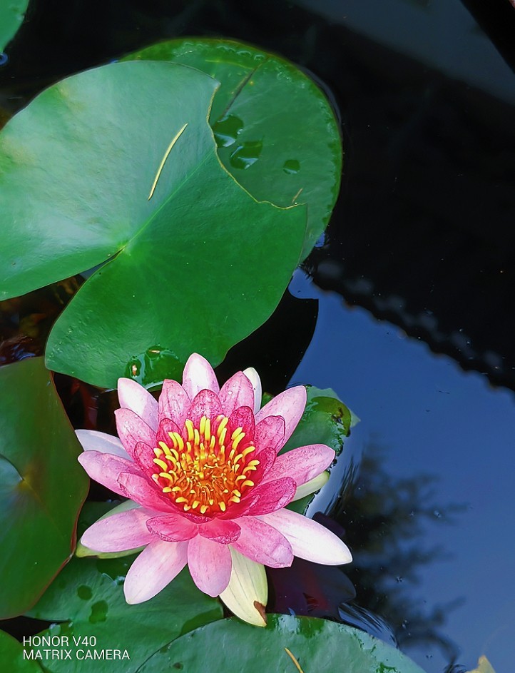 请假贴30张扫街抓拍片《风景，花草和妹子》上班族都上班了，该咱大爷出去溜达溜达了！