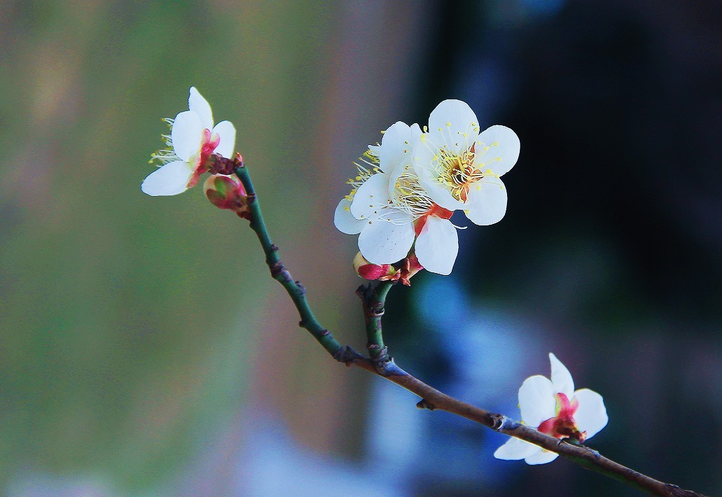 请假贴30张扫街抓拍片《风景，花草和妹子》上班族都上班了，该咱大爷出去溜达溜达了！