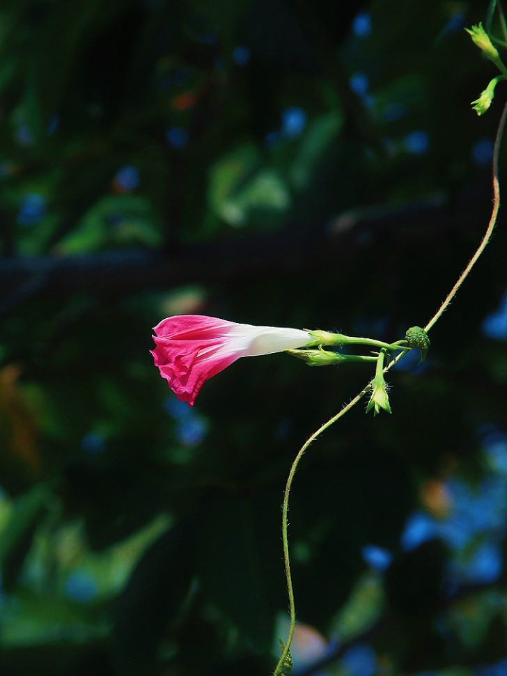 请假贴30张扫街抓拍片《风景，花草和妹子》上班族都上班了，该咱大爷出去溜达溜达了！