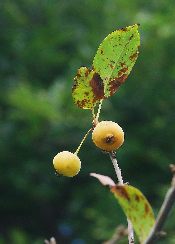 请假贴30张扫街抓拍片《风景，花草和妹子》上班族都上班了，该咱大爷出去溜达溜达了！