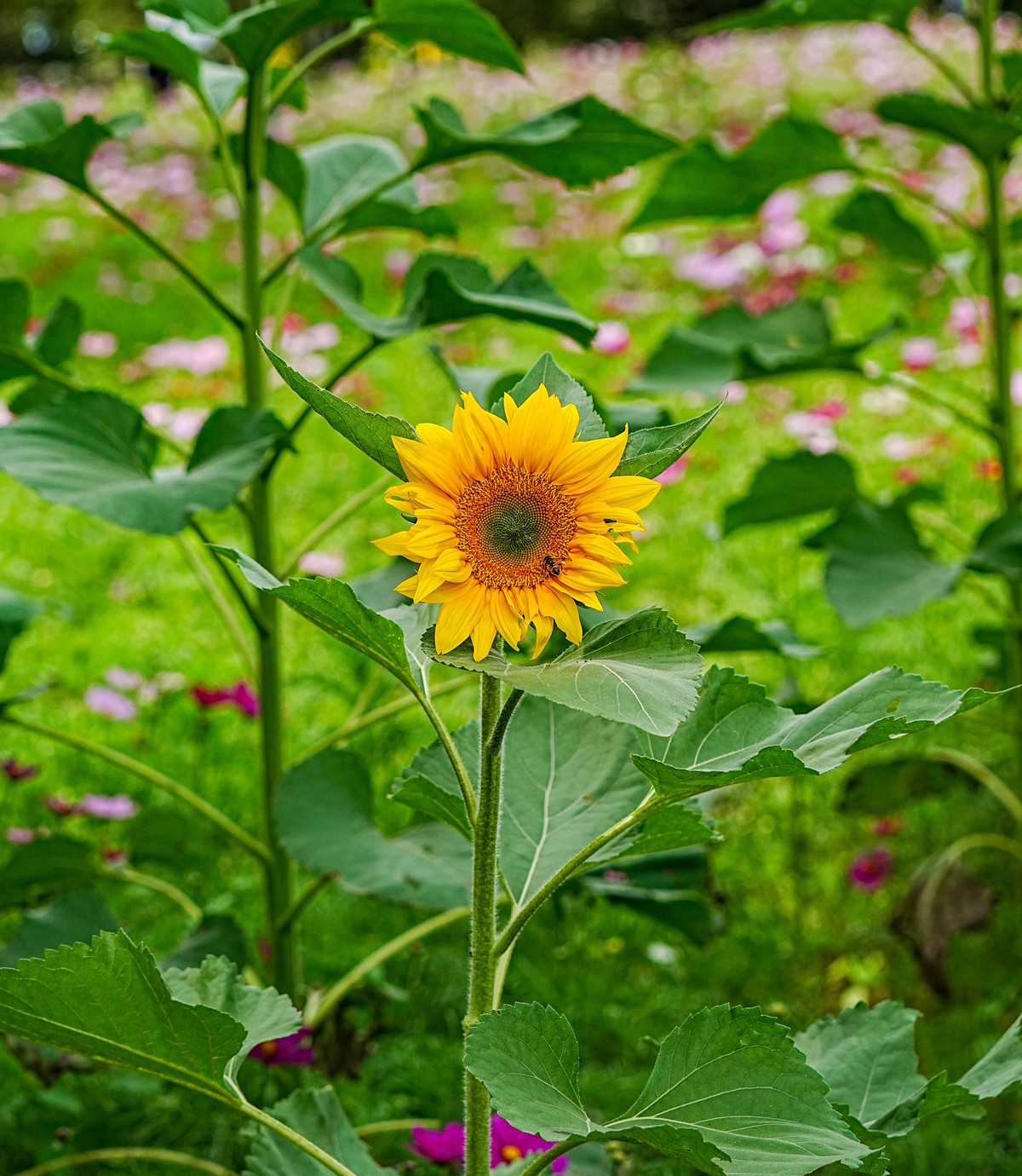 秋游奥森公园20231005 《40》