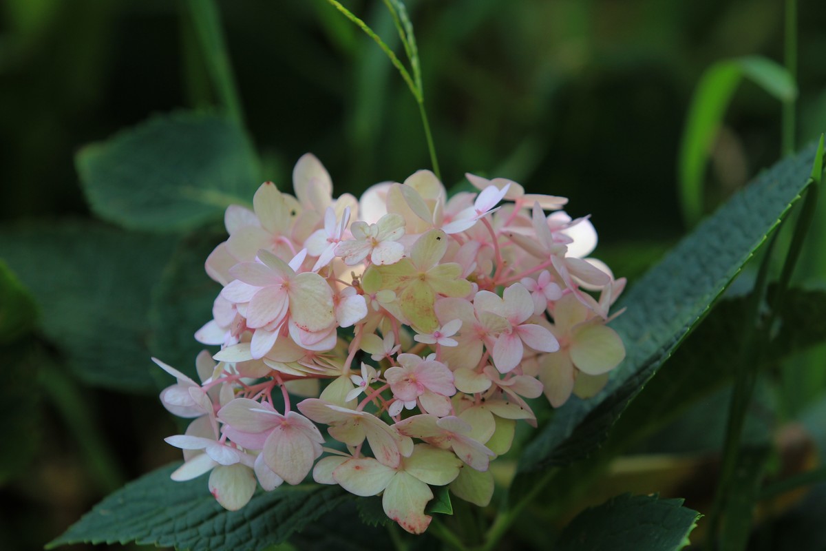 拍摄花卉一（305）