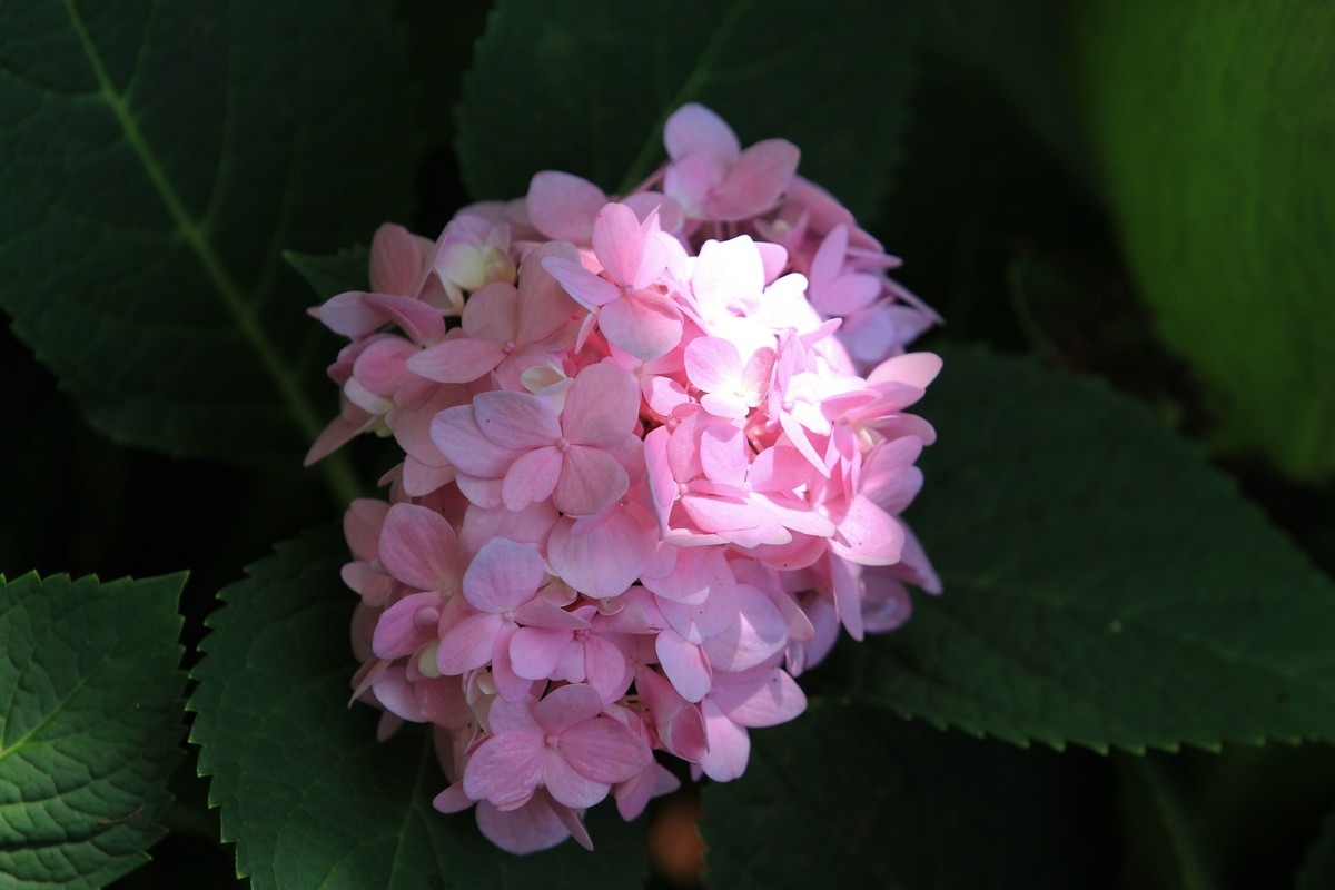 拍摄花卉一（305）