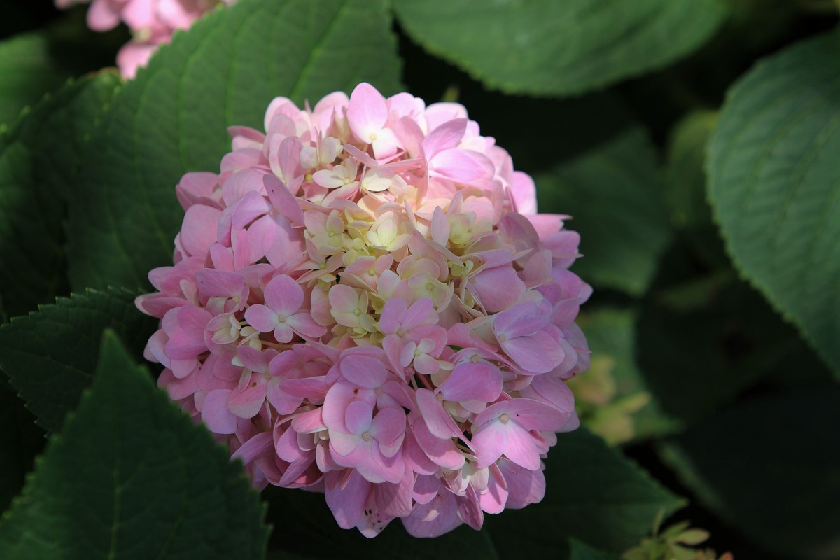 拍摄花卉一（305）