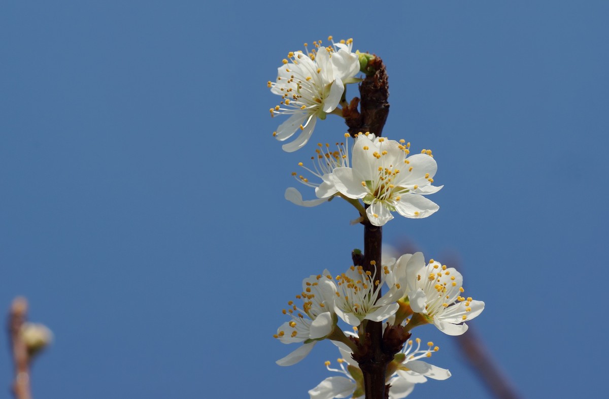 初 放 的 春 花