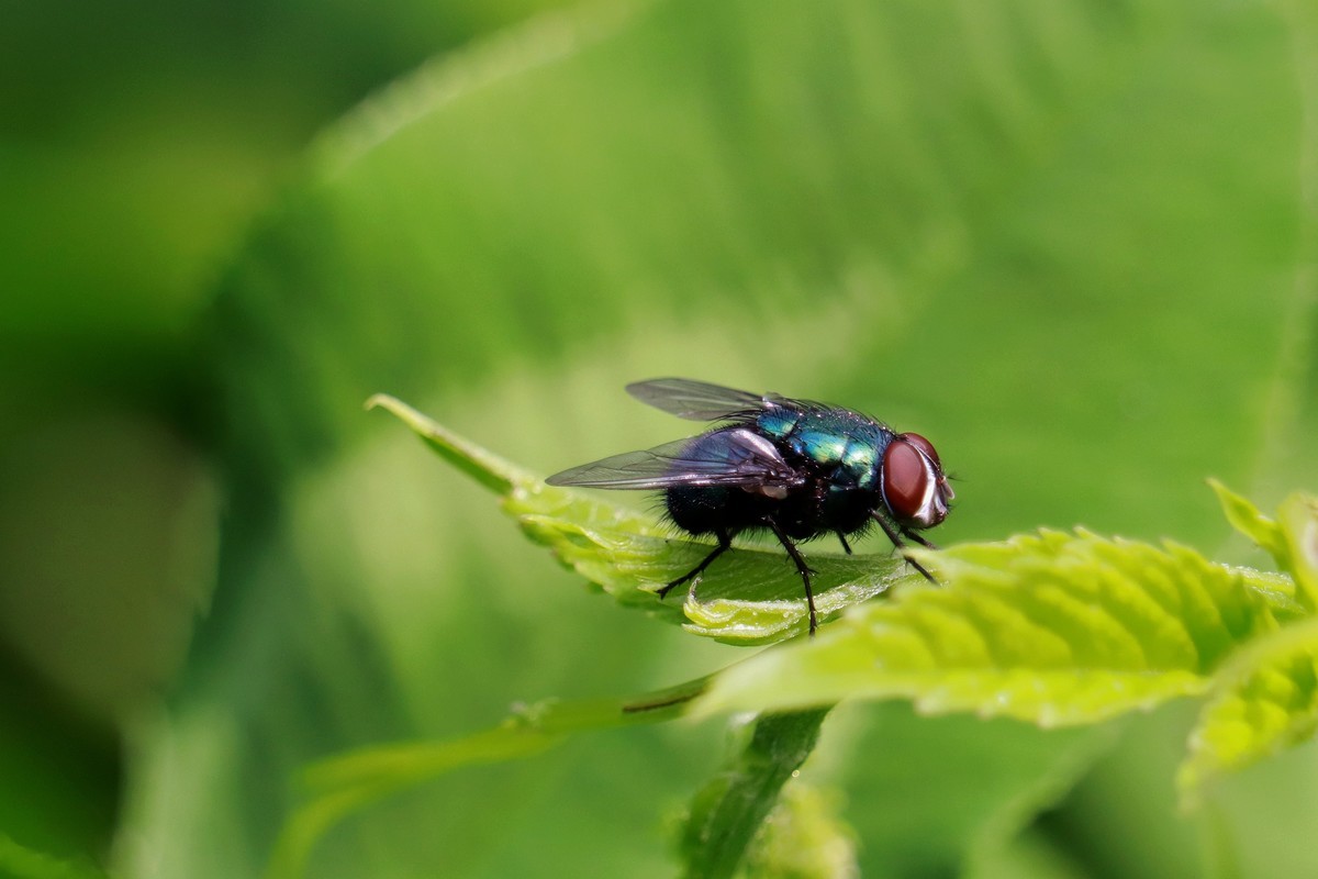 一只绿头苍蝇。