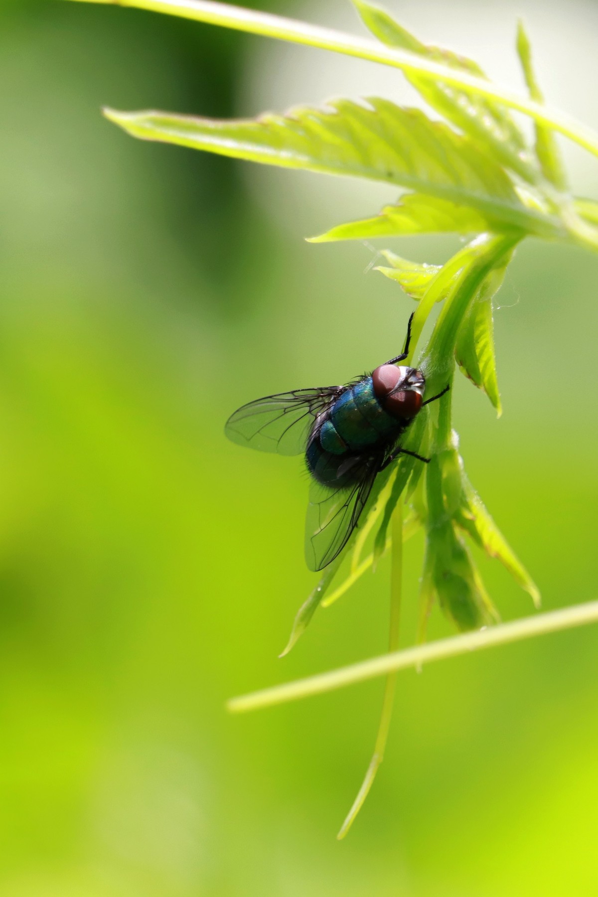 一只绿头苍蝇。