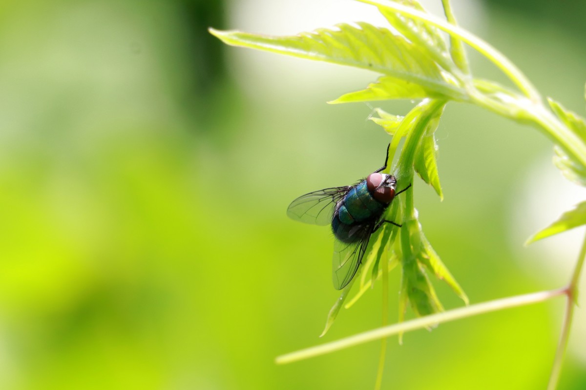 一只绿头苍蝇。