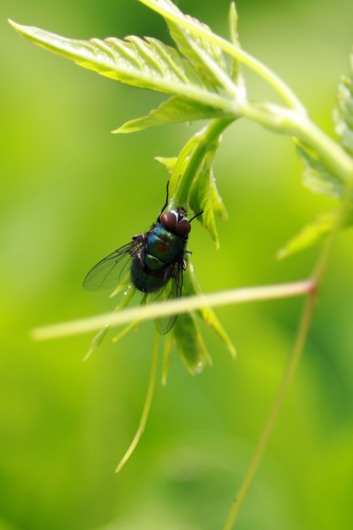 一只绿头苍蝇。