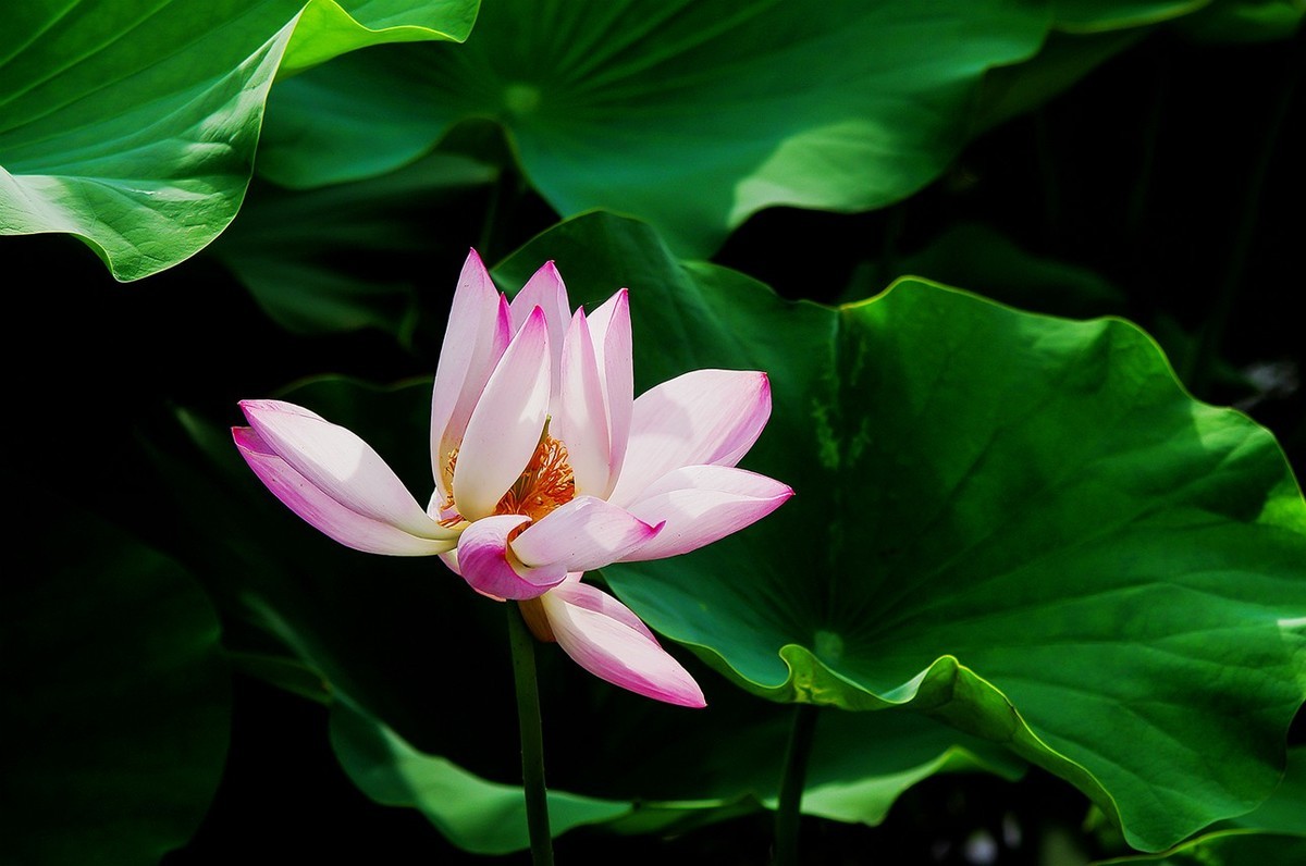 2022中伏圆明园荷花并蒂莲