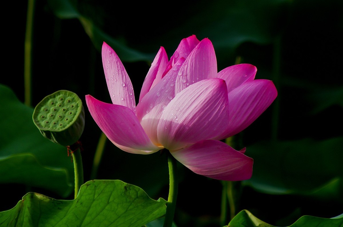 2022中伏圆明园荷花并蒂莲