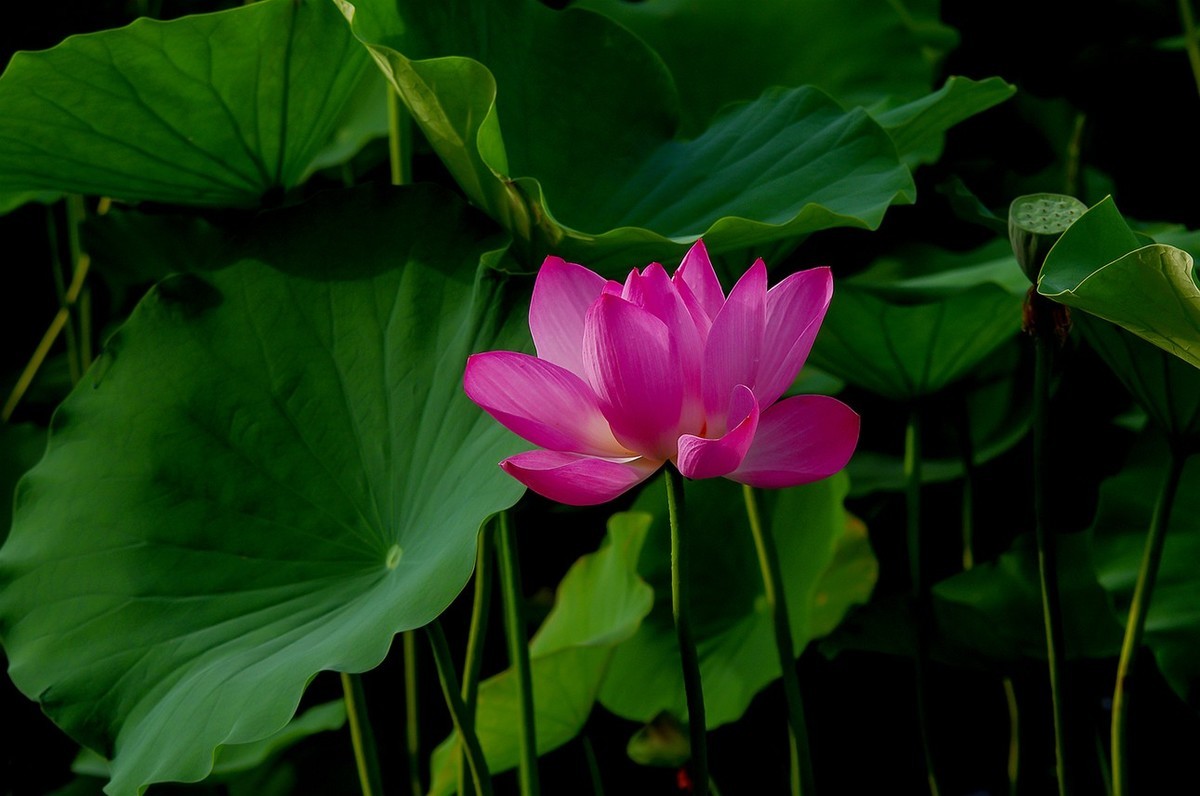 2022中伏圆明园荷花并蒂莲