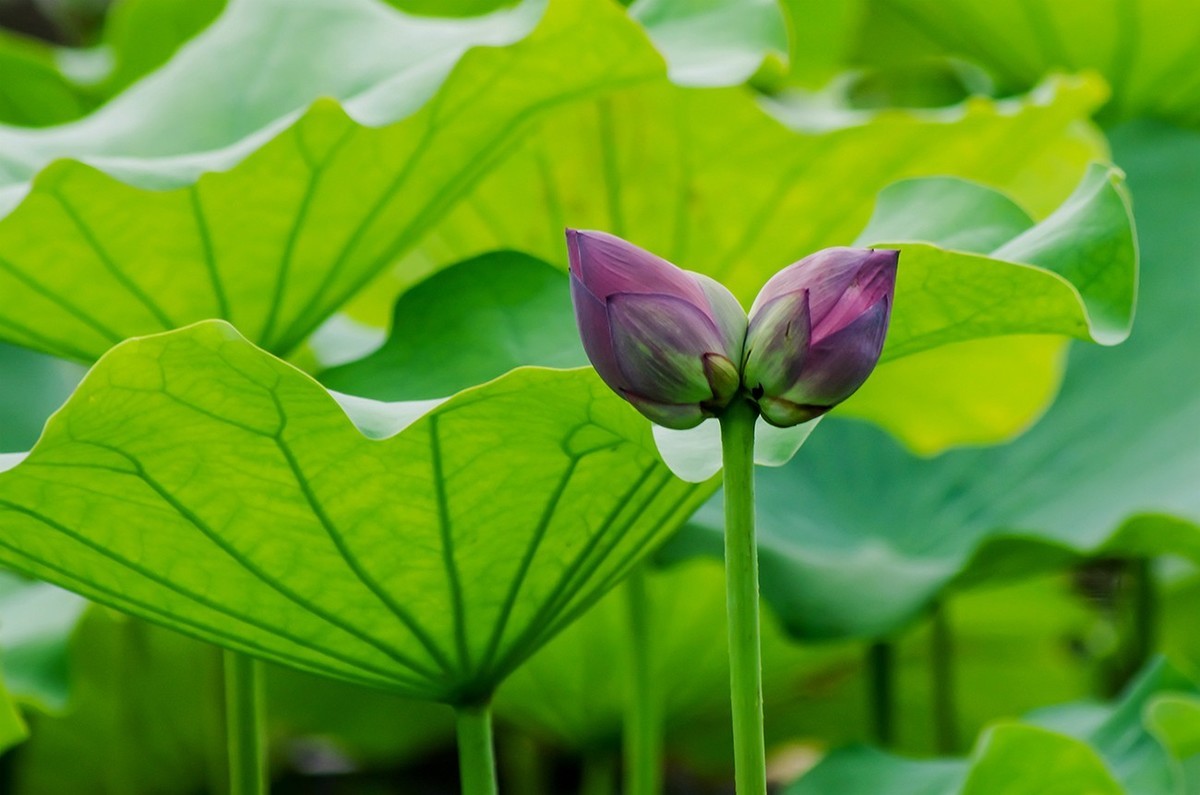 2022中伏圆明园荷花并蒂莲