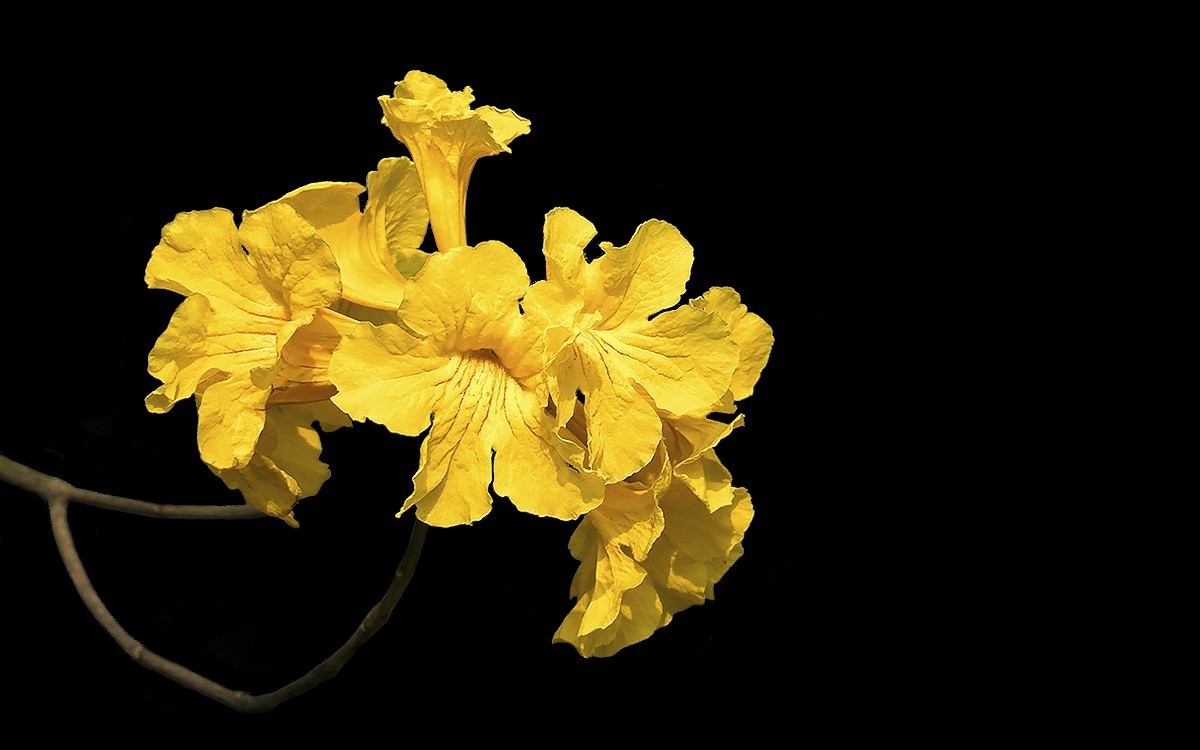 23191 ─ 麓湖公园的黄花风玲（2）