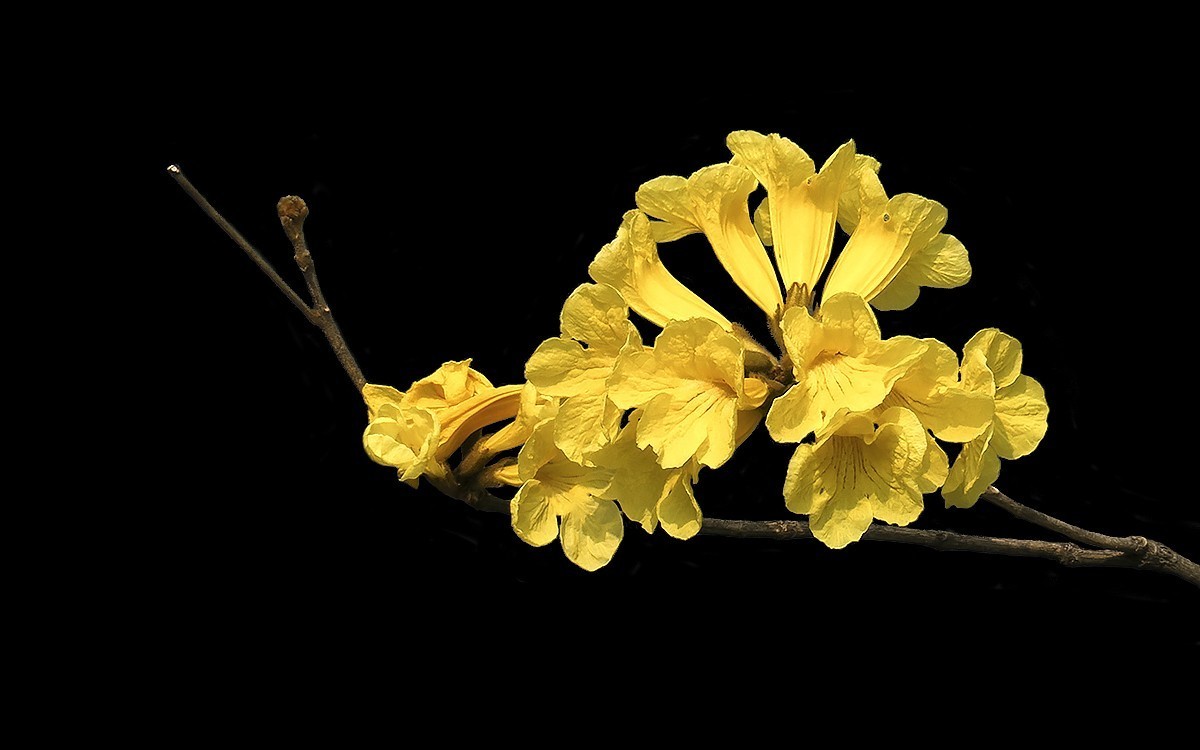 23191 ─ 麓湖公园的黄花风玲（2）