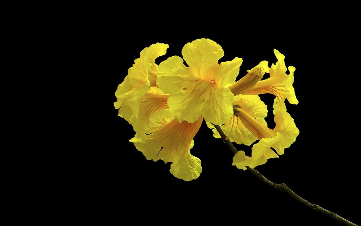 23191 ─ 麓湖公园的黄花风玲（2）