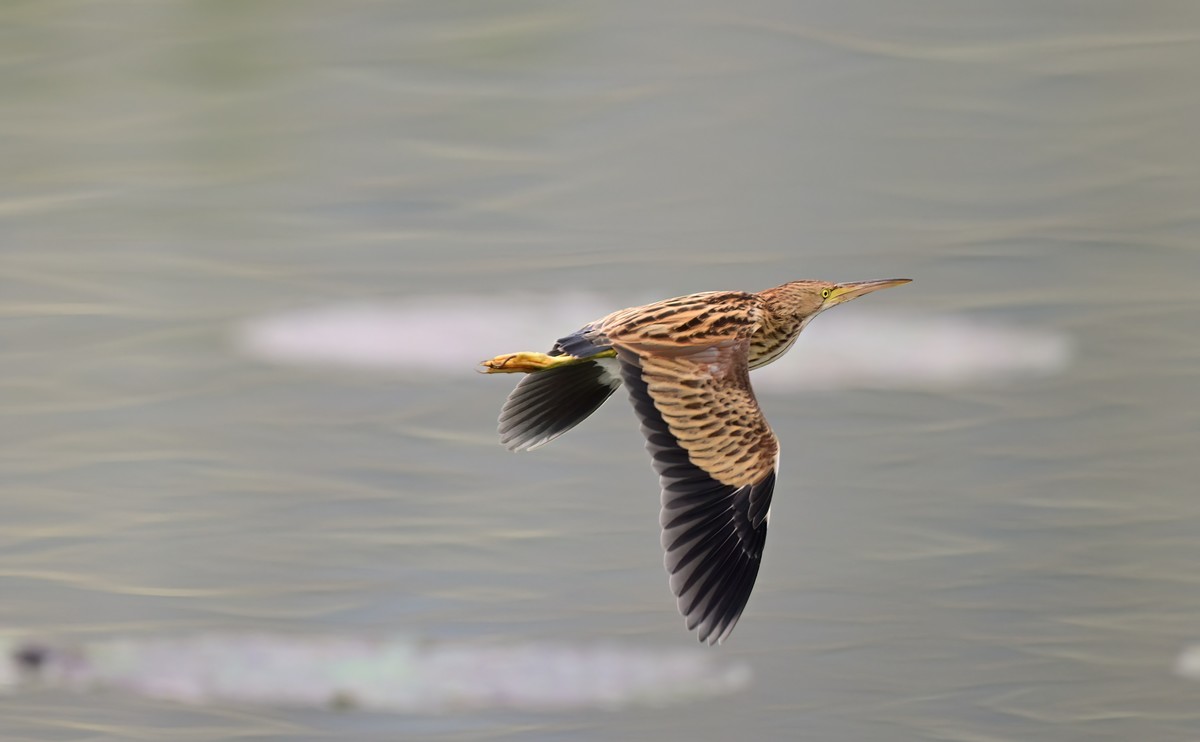 黄斑尾鳽（jian），首次拍到