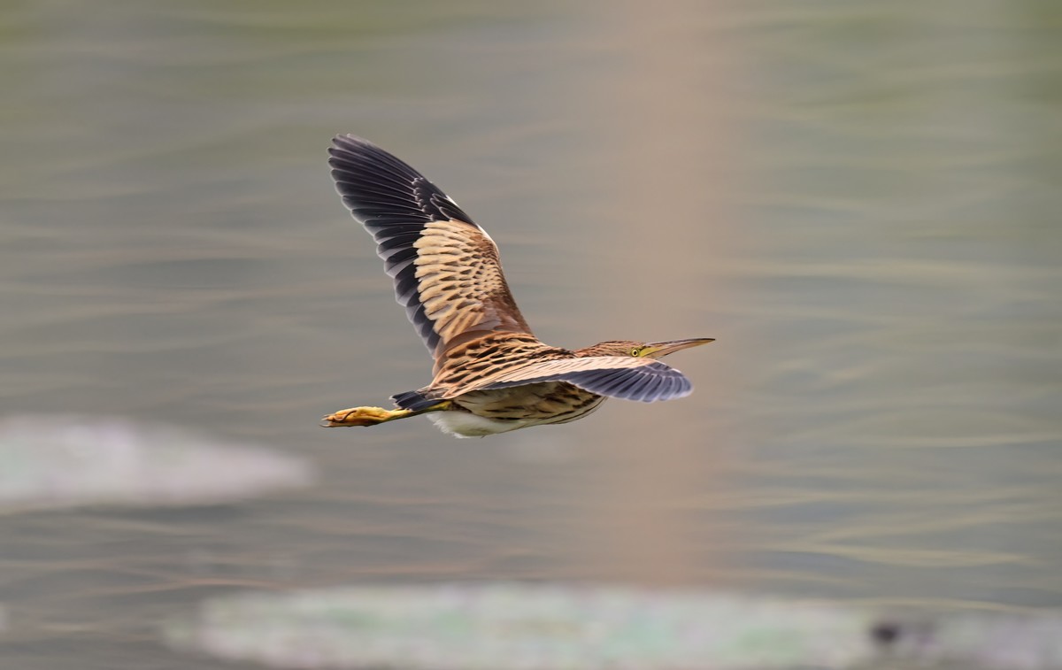 黄斑尾鳽（jian），首次拍到