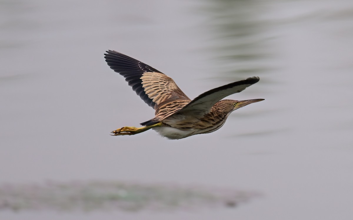黄斑尾鳽（jian），首次拍到
