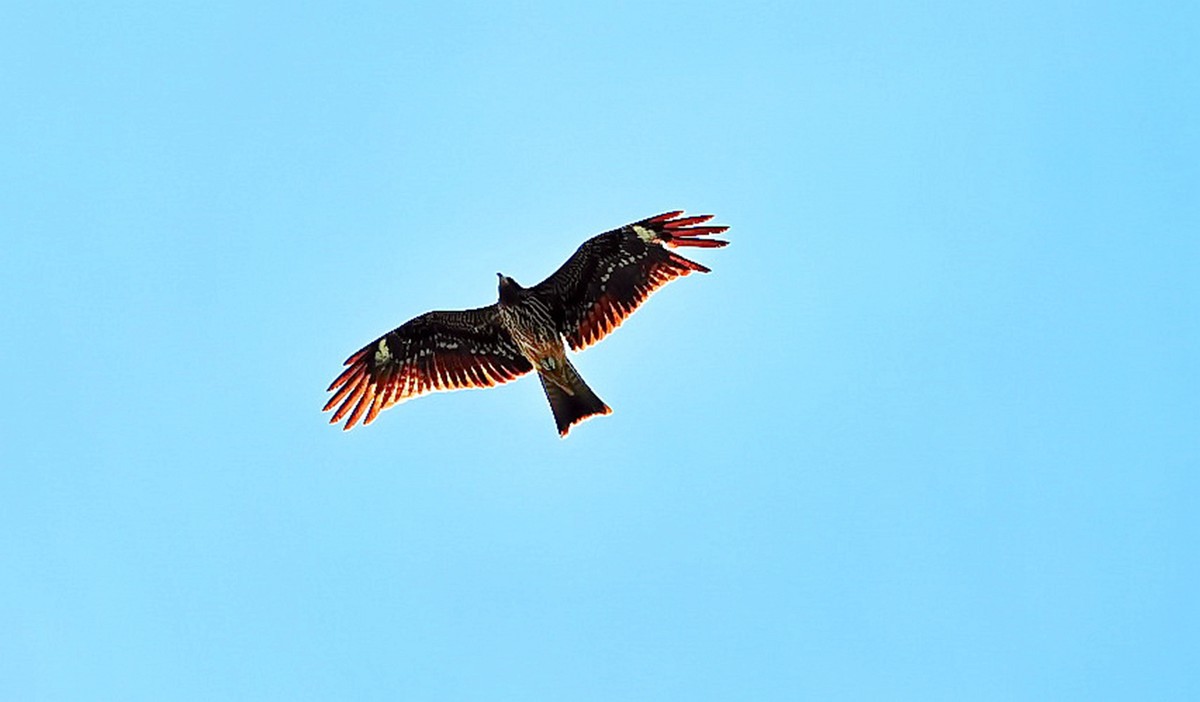 飞鸟-中关村在线摄影论坛