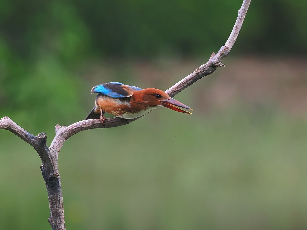 麓湖公园生态照片——翠鸟(21)-中关村在线摄影论坛