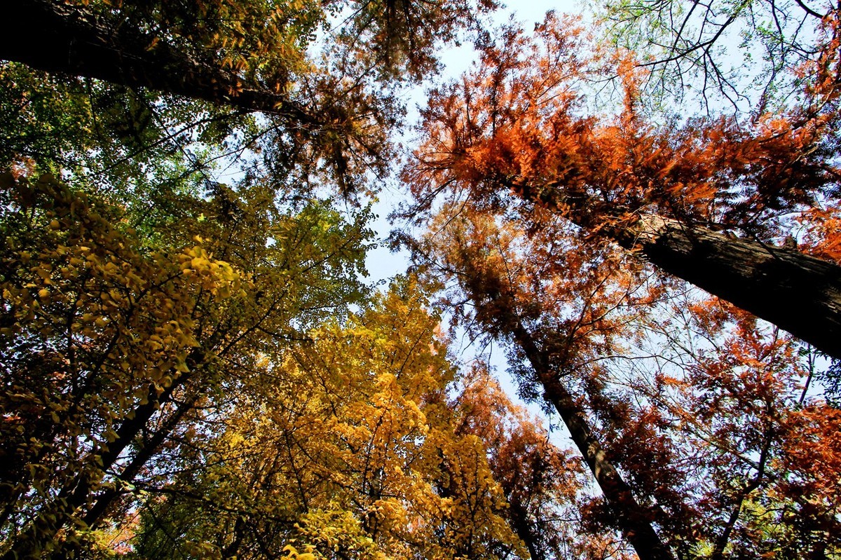 公园随拍冬日色彩二