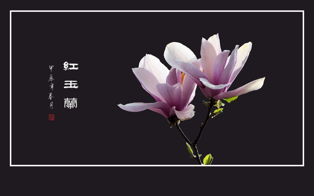 鲜艳俏丽的红玉兰