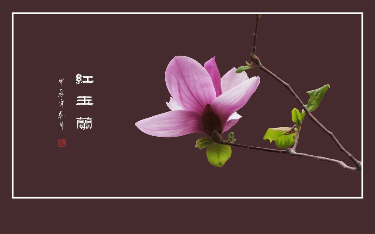 鲜艳俏丽的红玉兰