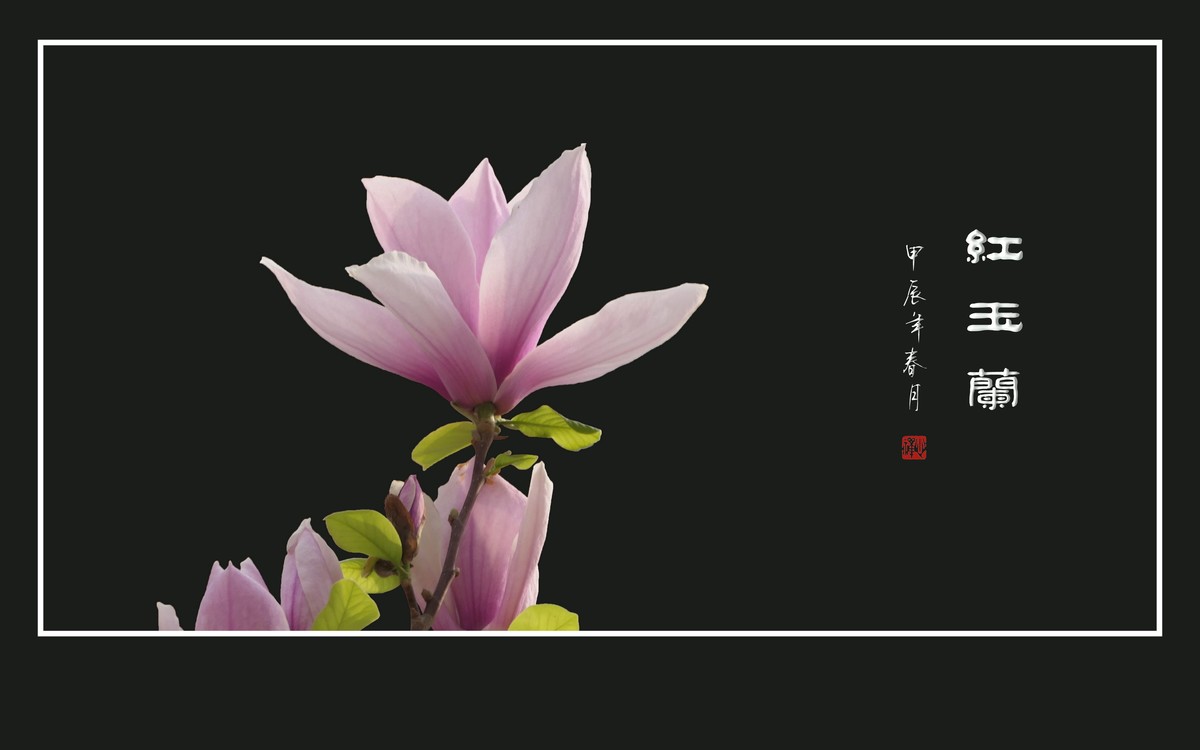 鲜艳俏丽的红玉兰