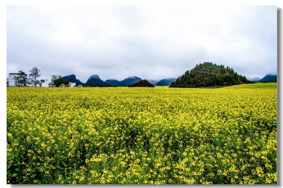 云南之旅——罗平金鸡峰丛（1）