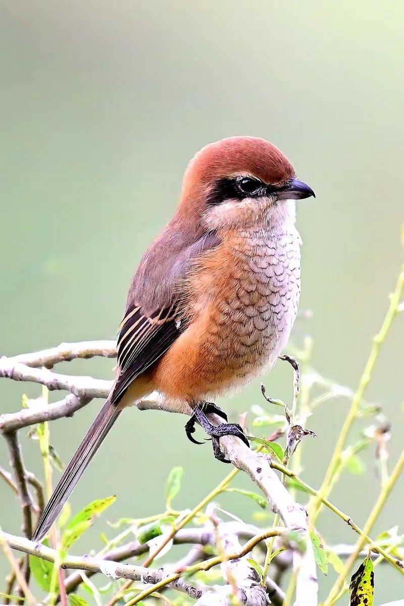 看见伯劳【高速连拍】