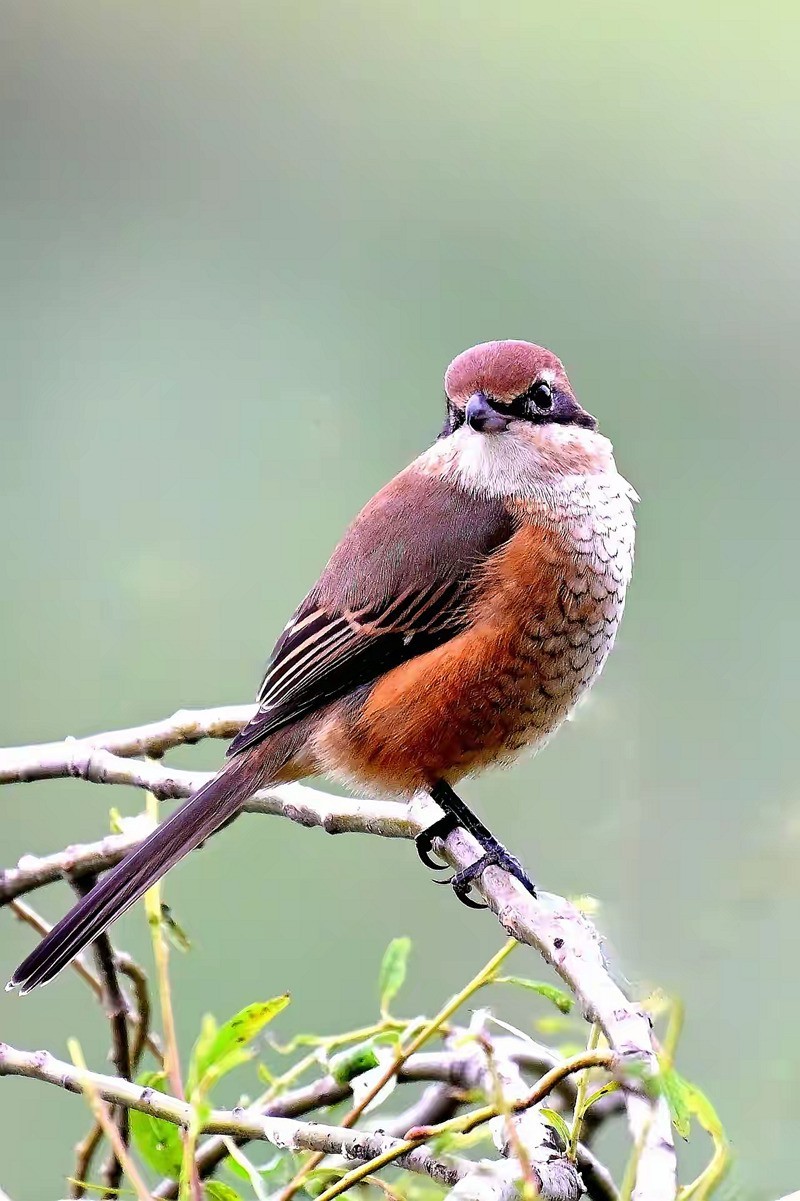 看见伯劳【高速连拍】