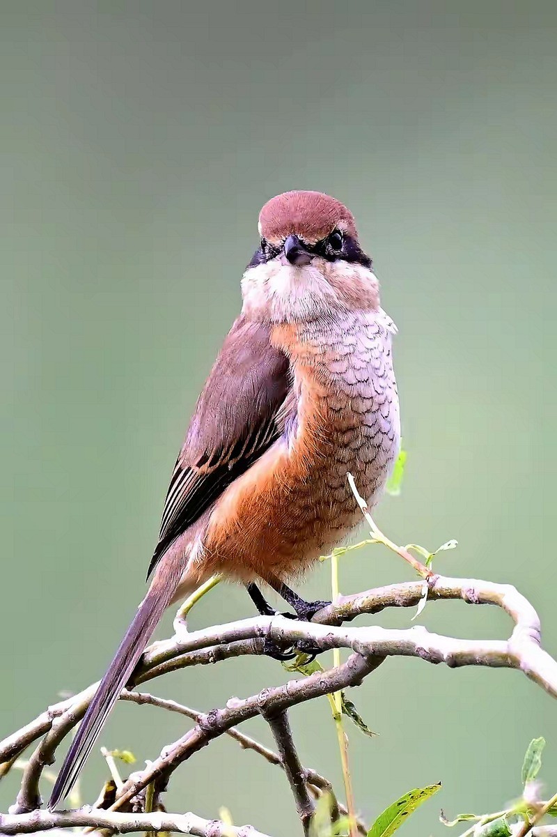 看见伯劳【高速连拍】