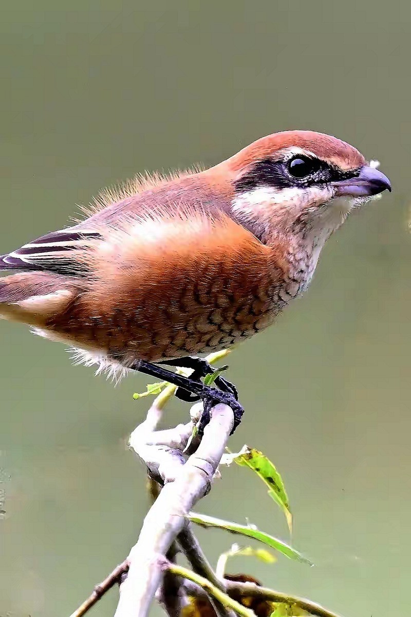 看见伯劳【高速连拍】
