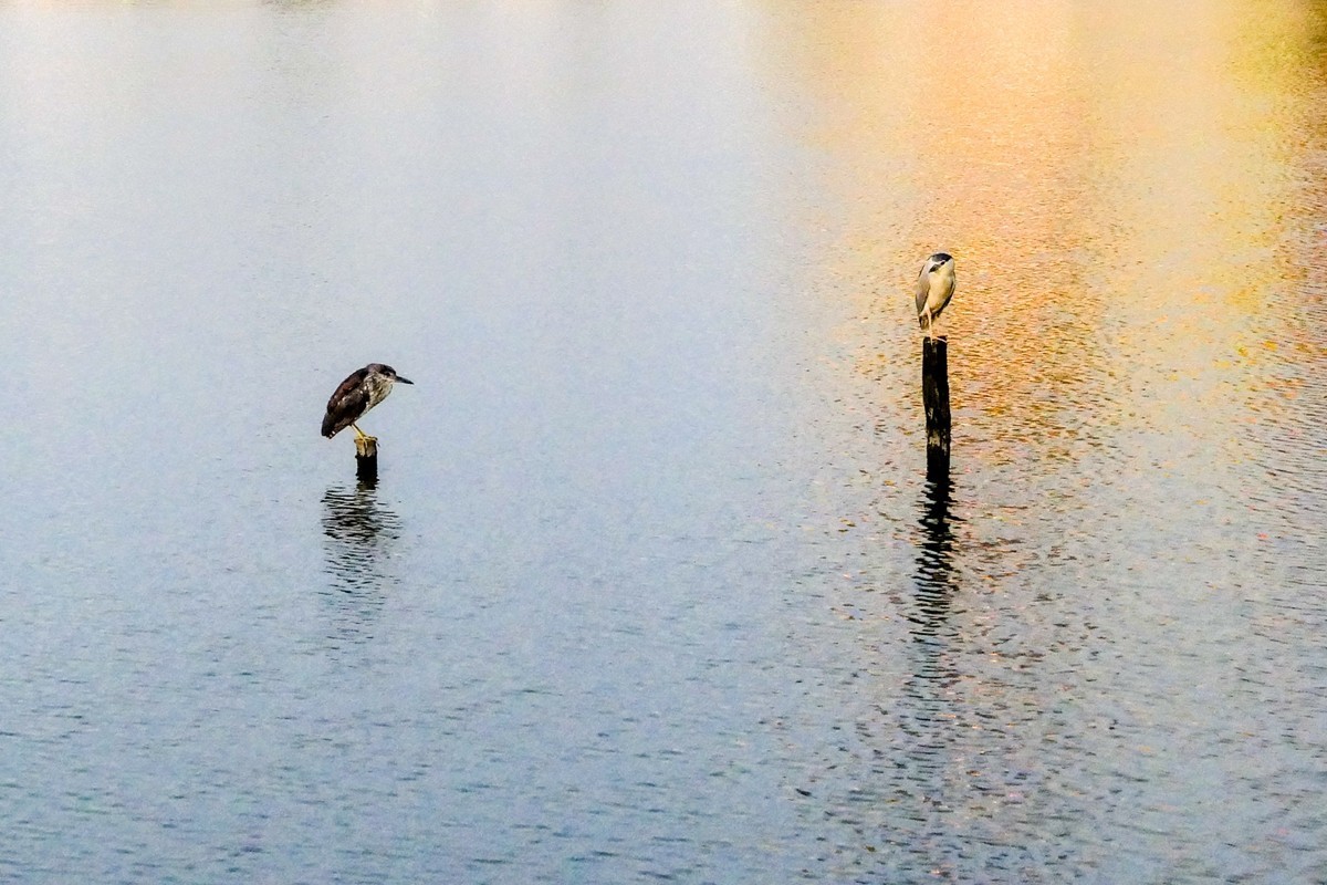 小区黄昏（上海南翔）
