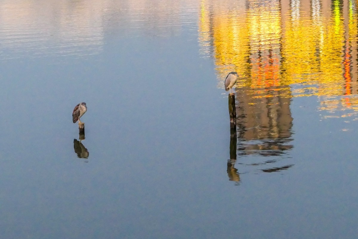 小区黄昏（上海南翔）