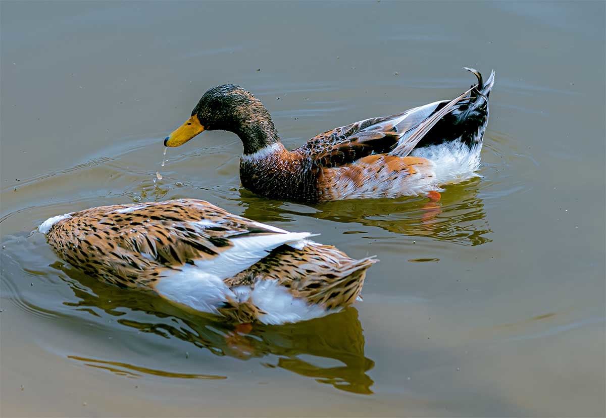 随                                拍