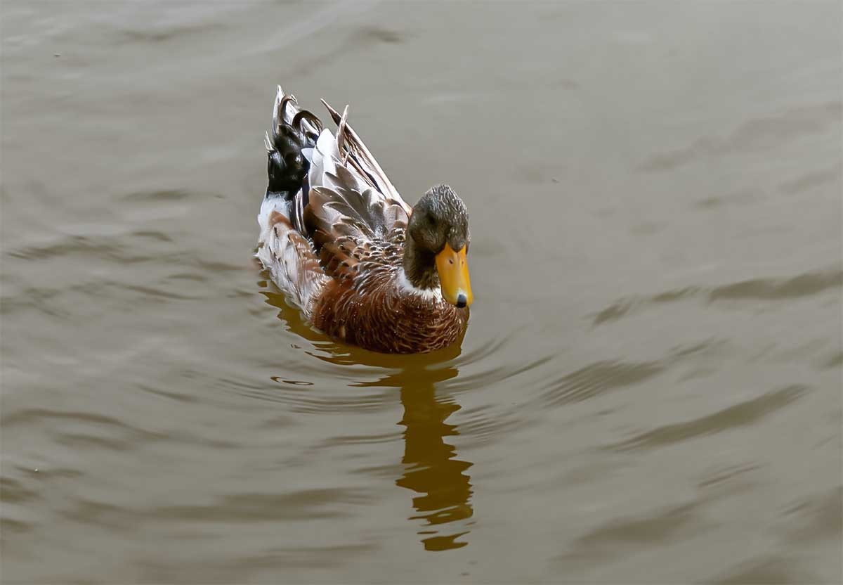 随                                拍