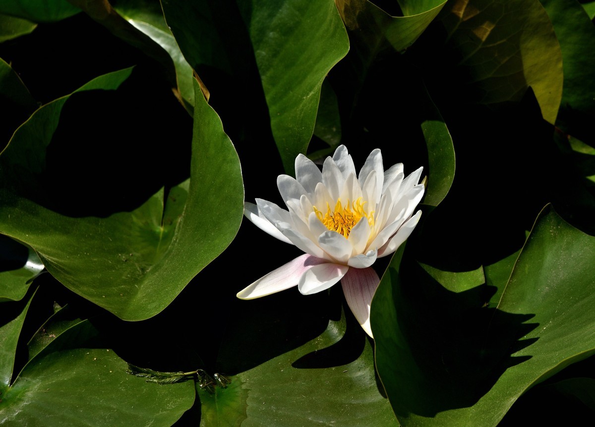 2025花卉植物赏析——睡莲