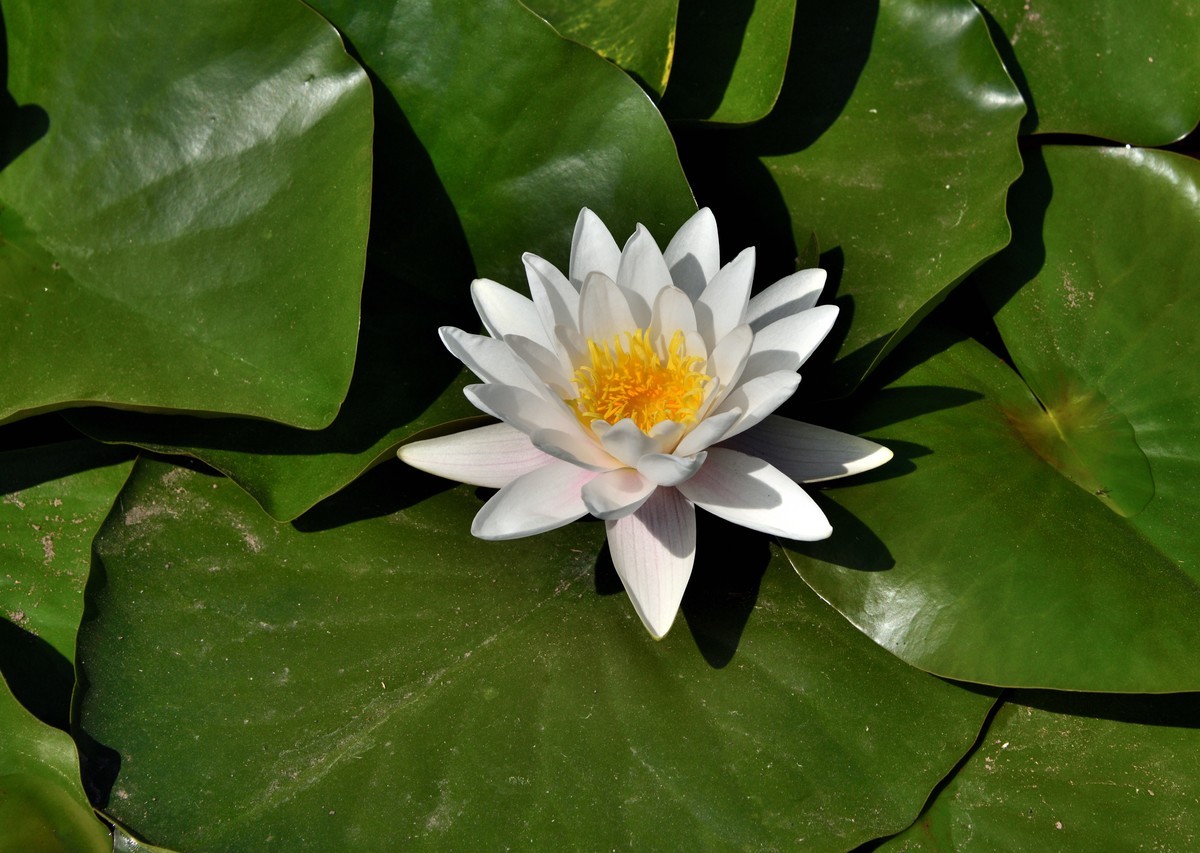 2025花卉植物赏析——睡莲