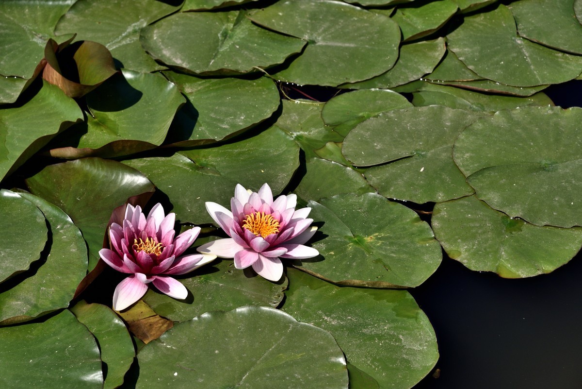 2025花卉植物赏析——睡莲