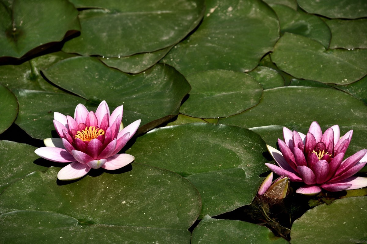 2025花卉植物赏析——睡莲