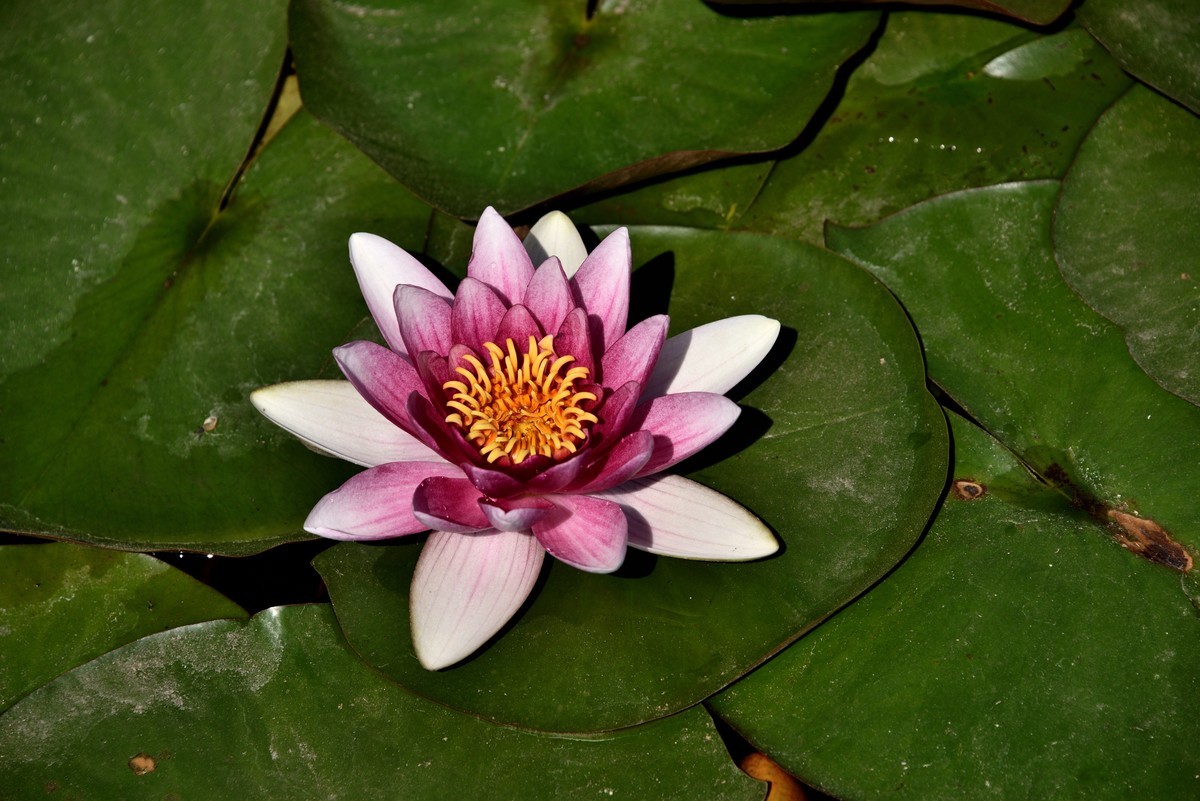 2025花卉植物赏析——睡莲