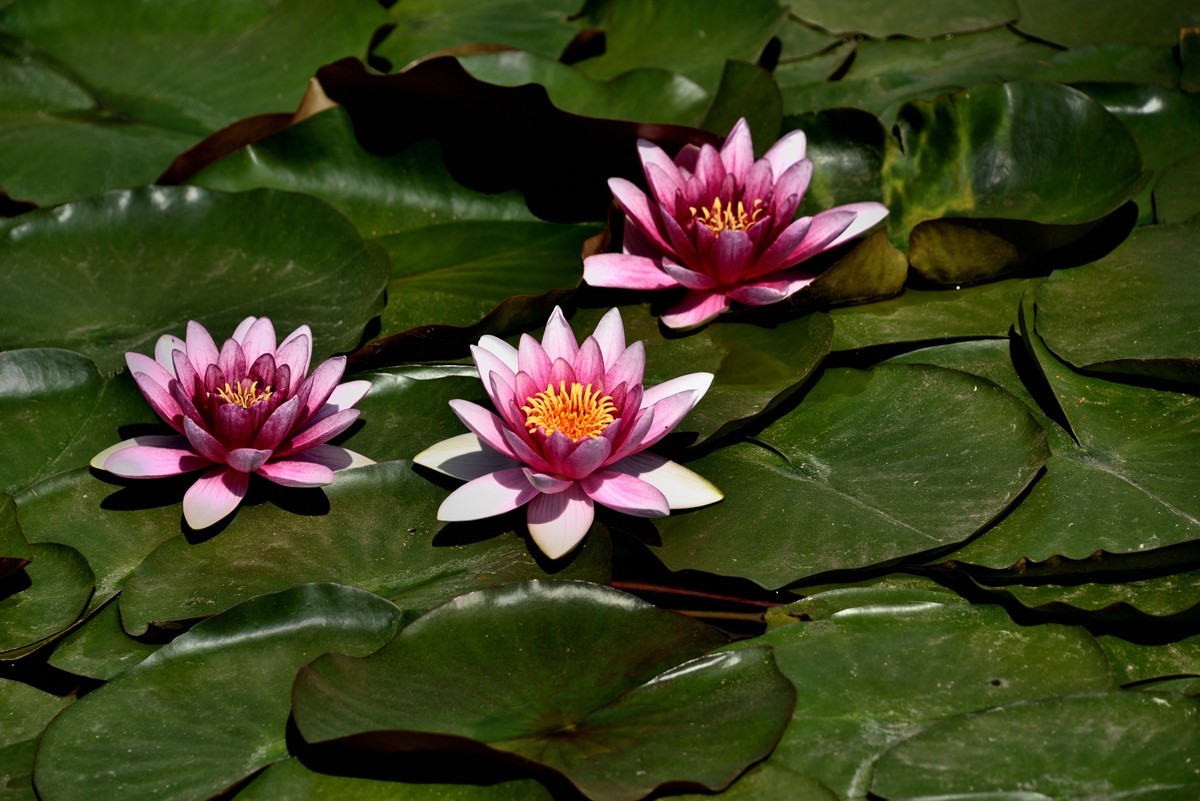 2025花卉植物赏析——睡莲