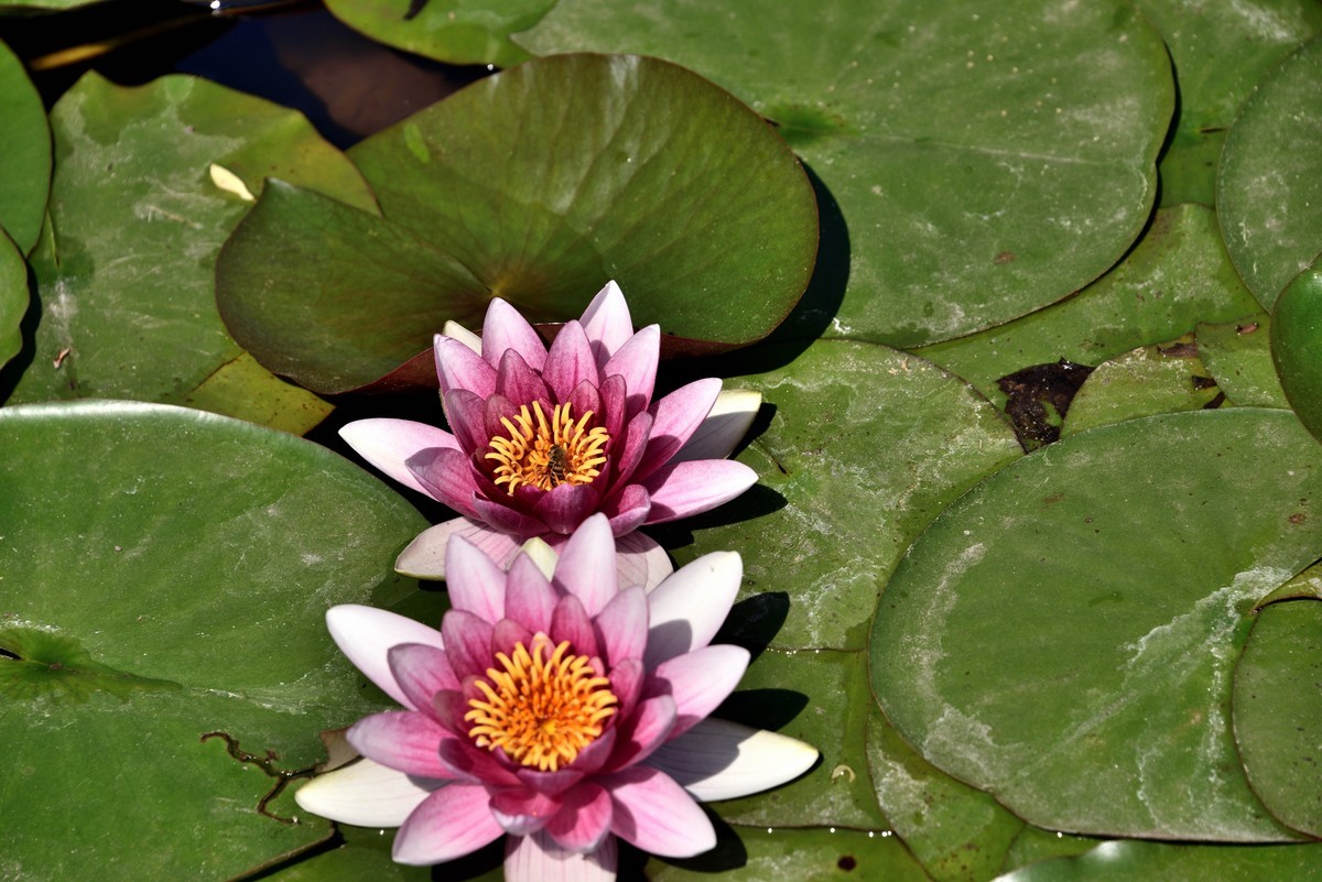 2025花卉植物赏析——睡莲