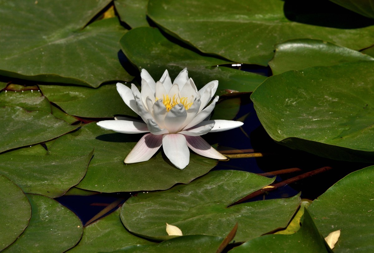 2025花卉植物赏析——睡莲