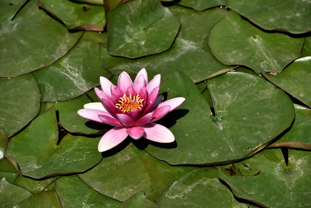 2025花卉植物赏析——睡莲